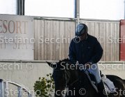 Dahila della Verdina TosTour2013- S4 6330 : Arezzo, Arezzo Equestrian Centre, Cavalli d'Italia, Dahila della Verdina, Toscana Tour 2013, foto di Stefano Secchi ©